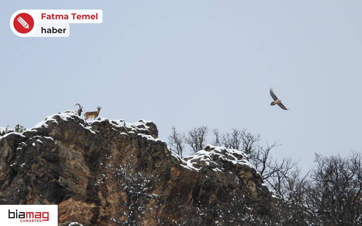 "Kuş Gözlemciliği Macerası: Dersim'in Dağlarında Yüz Elli Türü Keşfetmek" - Fatma Temel —  Dersim kuş gözlemciliği, Dağların kuşları, Orman kuşları