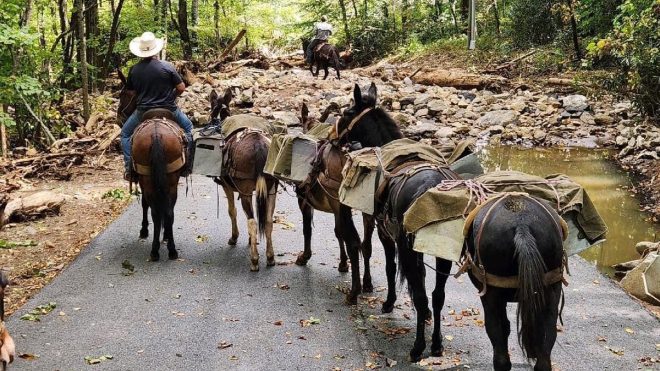 Death of Beloved Mountain Mules Vader, Amigo, and Kev 💔