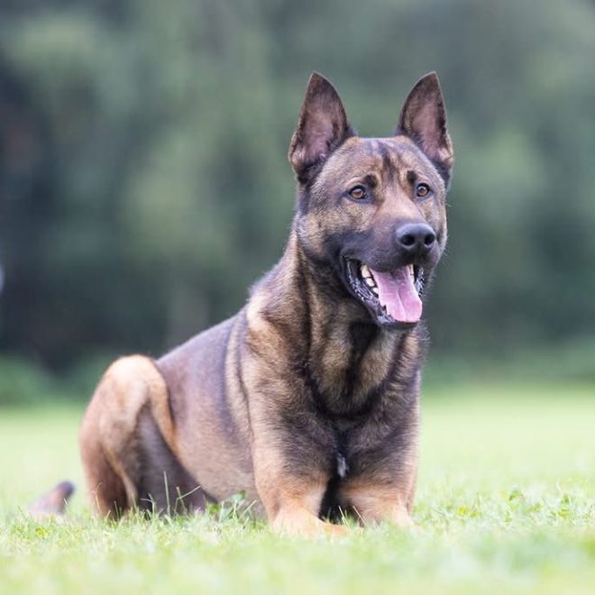 Death of Beloved Police Dog Rambo Shakes Nottinghamshire Police