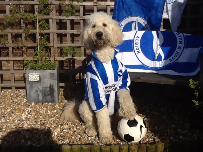 Death of Buckley: Our Beloved Dog Passes Away This Morning đź’”