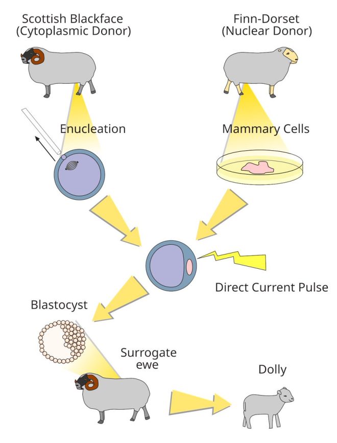 Death of Dolly the Sheep: First Cloned Mammal at Age 6