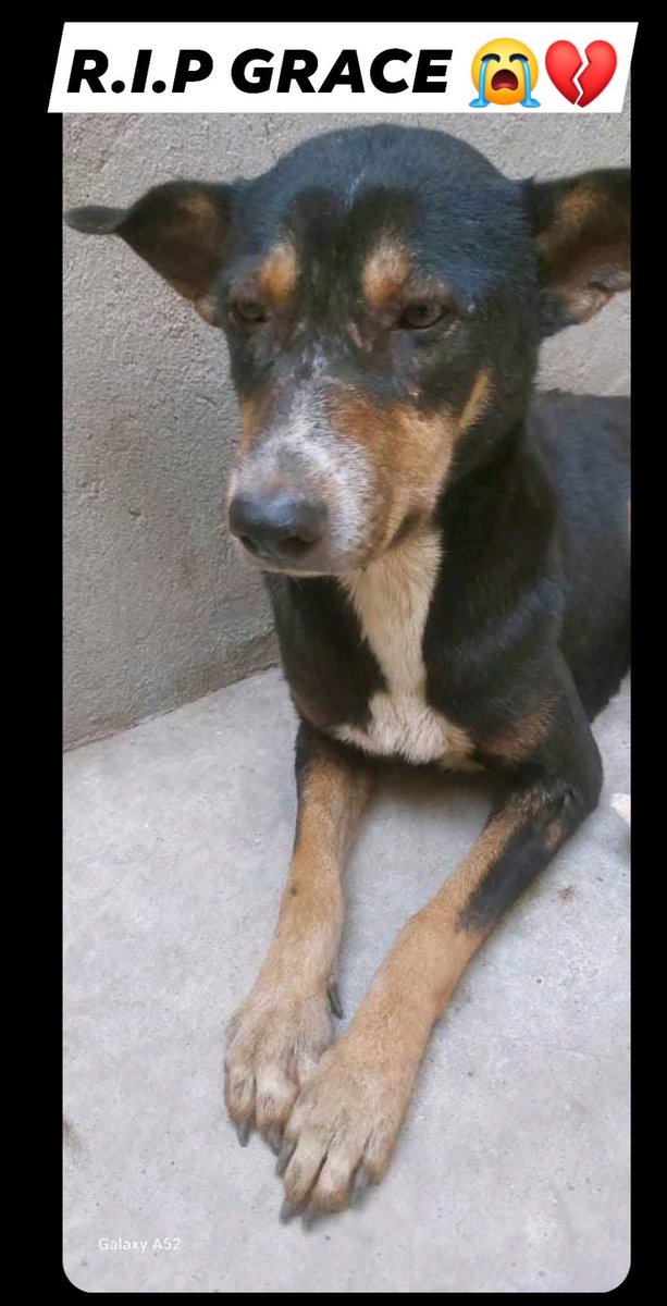 Death of Grace: Help Us Fund Simparica Tablets for Ticks