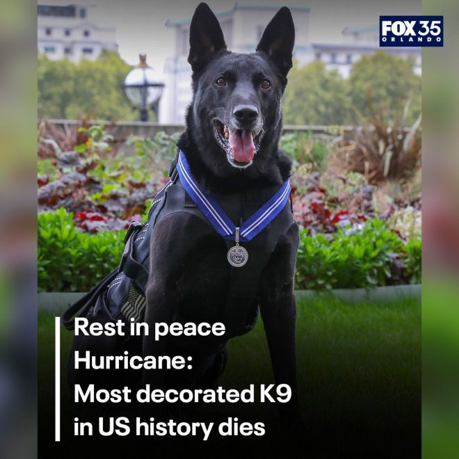 Death of Heroic K9 Hurricane: A Beloved Belgian Malinois Passes