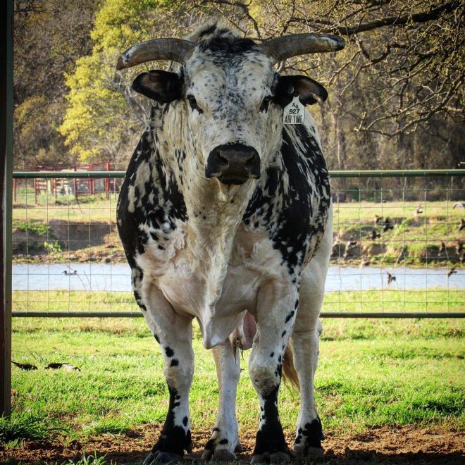 Death of Legendary Bucking Bull Air Time at 16 Years Old
