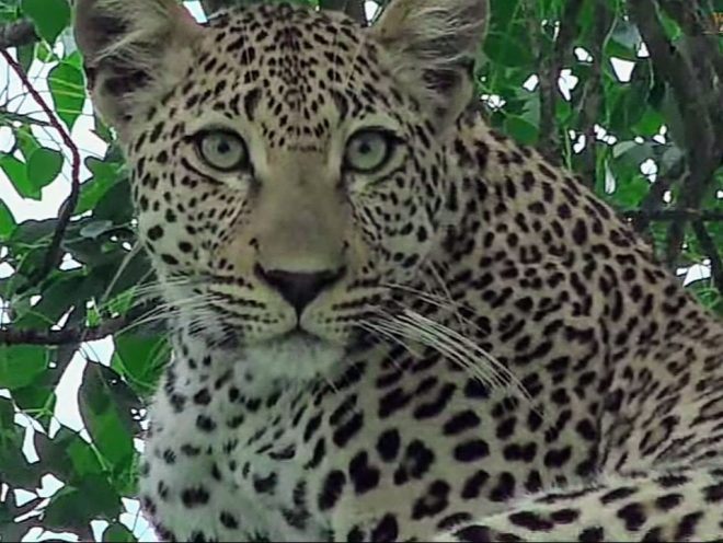 Death of My Beloved Leopardess: A Heartbreaking Loss
