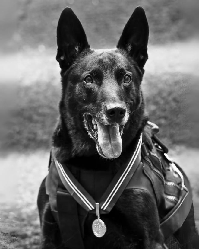 Death of Retired US Secret Service Dog Hurricane, a True Hero