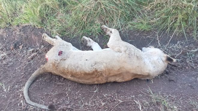 Death of Sausage Tree Pride Lioness Shocks Mara Triangle