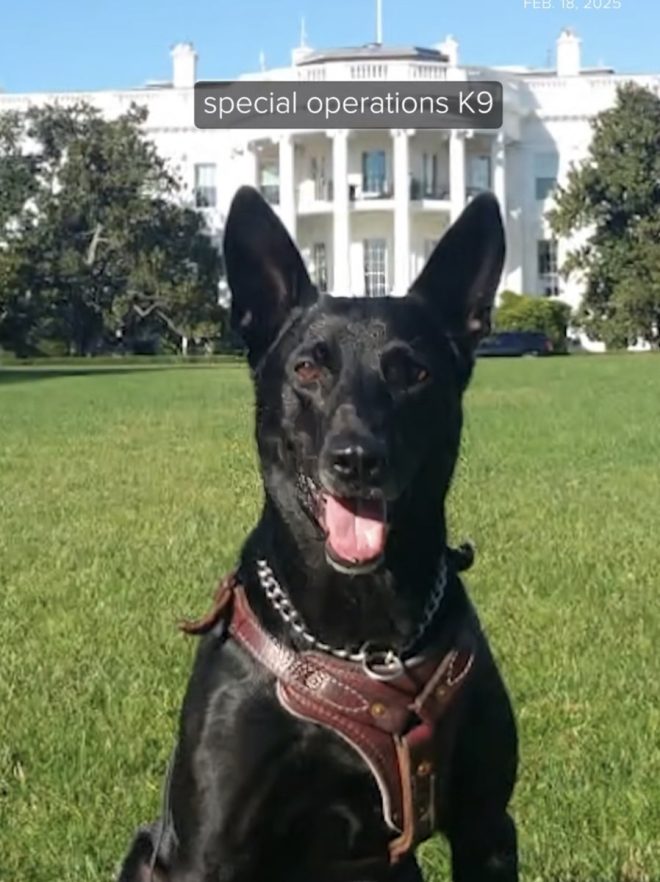 Death of Secret Service Officer: Hurricane Passes Away 💔💔
A Job Well Done, Remembering Their Service and Sacrifice