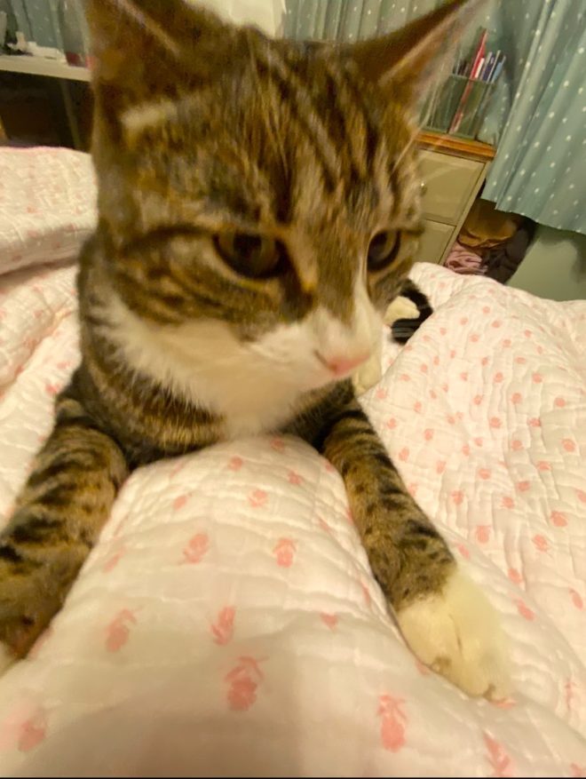 Heartbreaking Death: My Beloved Cat Found Lifeless
