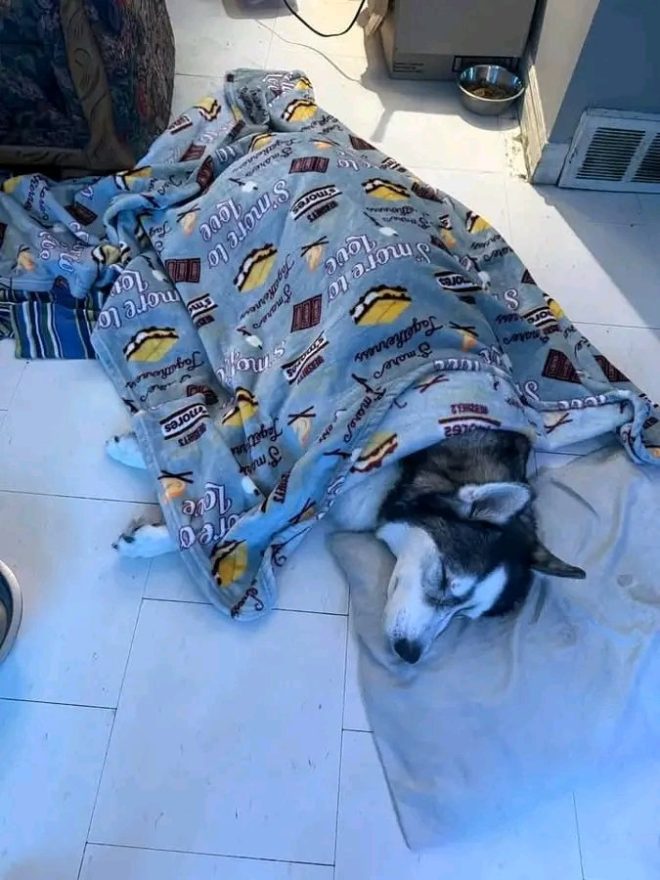 Heartbreaking Death: My Beloved Dog Passed Away This Morning
