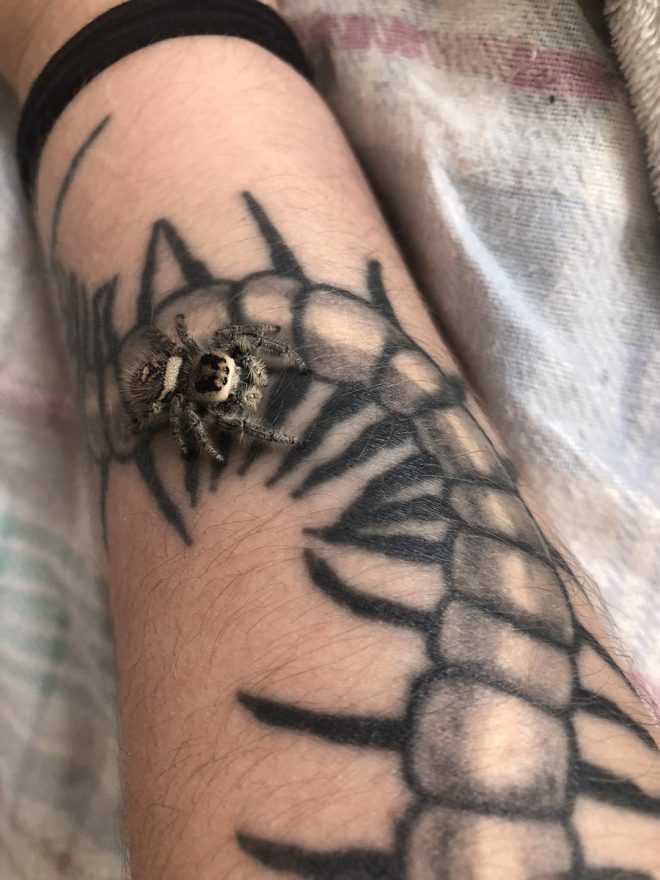 Heartbreaking Death: My Little Old Lady Dahlia Has Passed 💔