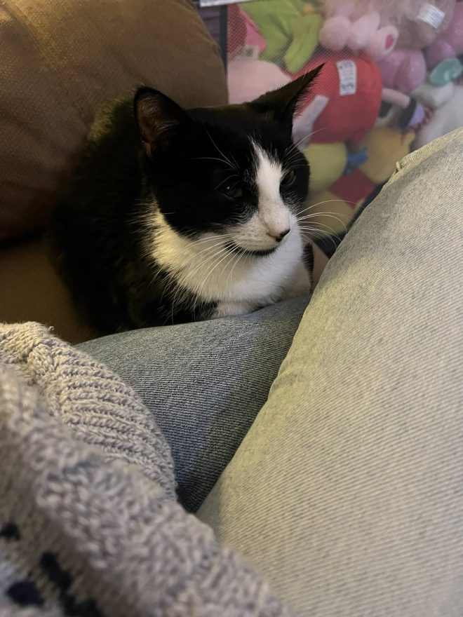 Heartbreaking Death: Sister's Kitten Hydrangea Comforts Us
