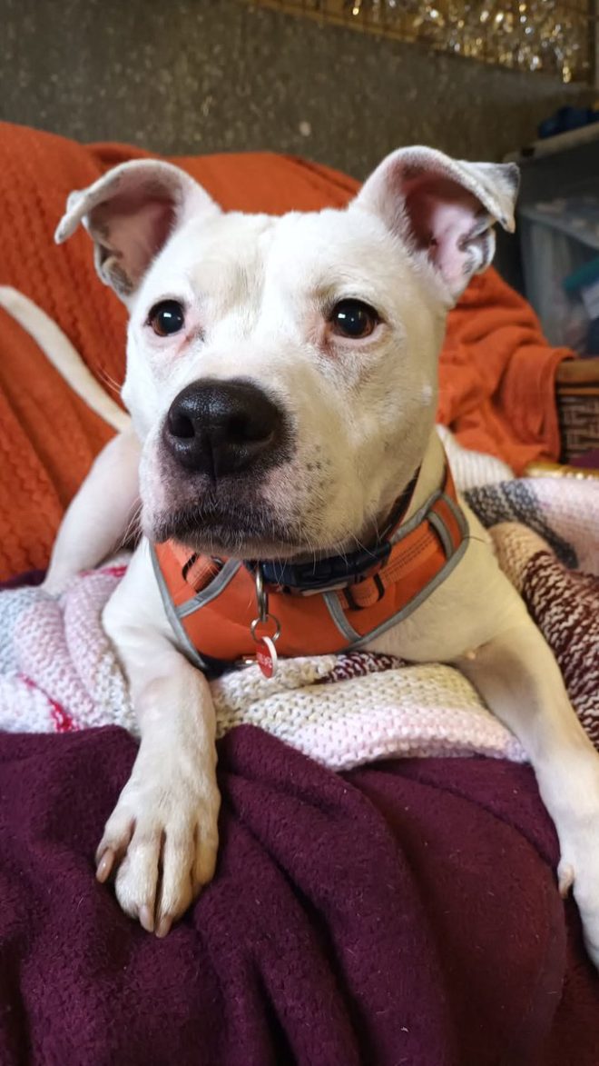 Heartbreaking Death of Beloved Barney Bear Leaves Team Devastated