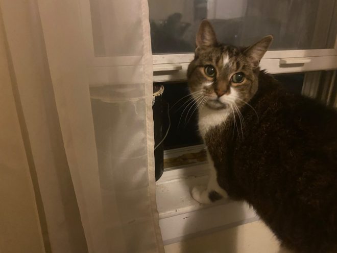 Heartbreaking Death of My Beloved Pet, Pebbles, This Morning