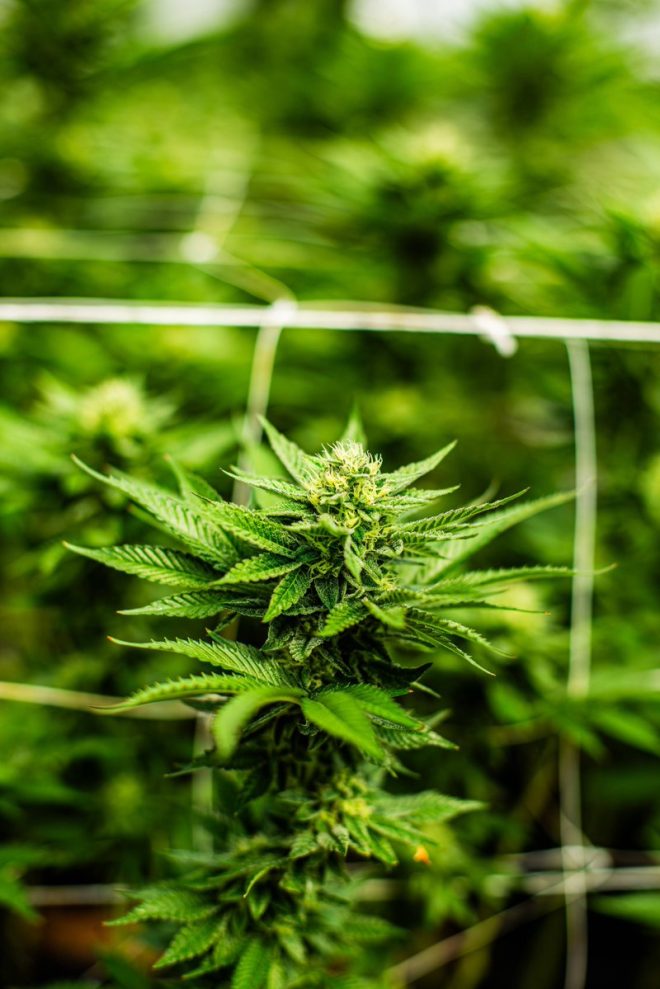 BREAKING: Texas Senate's Shocking Ban on ALL THC Sparks Outrage!