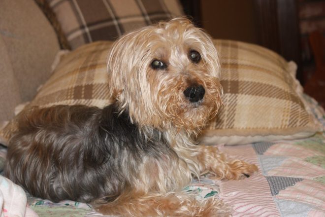 Death of Beloved Ramsey: Heartbroken Family Says Goodbye
