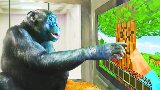 Death of Kanzi: Beloved Bonobo Known for His Unique Skills