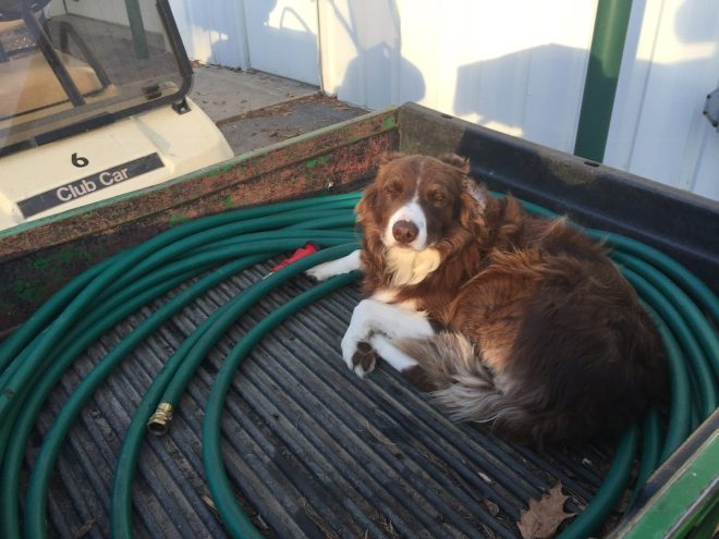 Death of My Beloved Nittany: 15 Years of Cherished Memories h3>@DogsOfTurf</h3