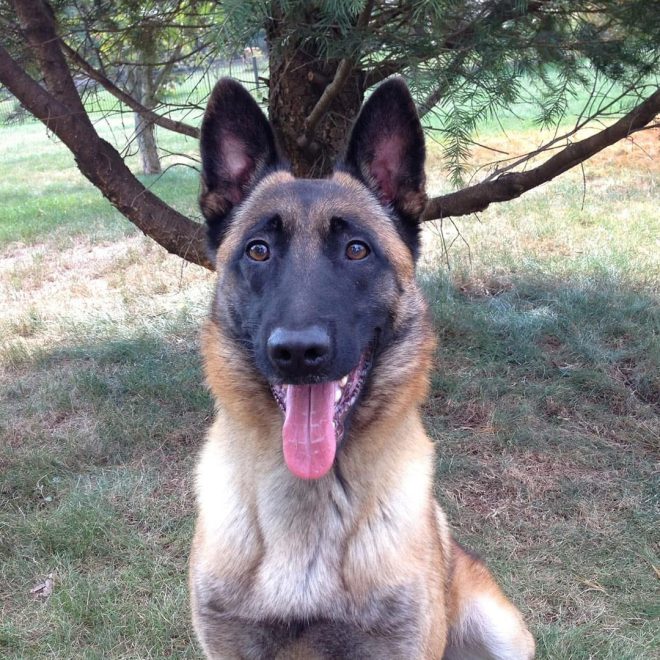 Death of Retired PSP K9 Zigi: A Legacy of Service and Valor