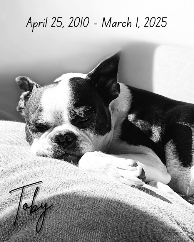 Death of Toby: A Heartfelt Goodbye to Our Beloved Companion ForeverInOurHearts