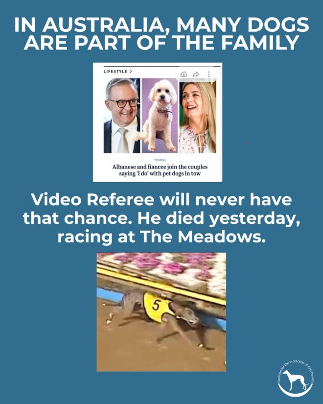 Death of Young Video Referee Highlights Need for Greyhound Ban