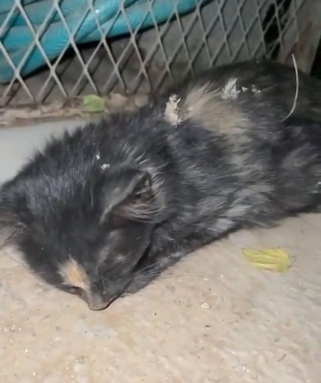 Heartbreaking Death of Beloved Cat After Dog Attack