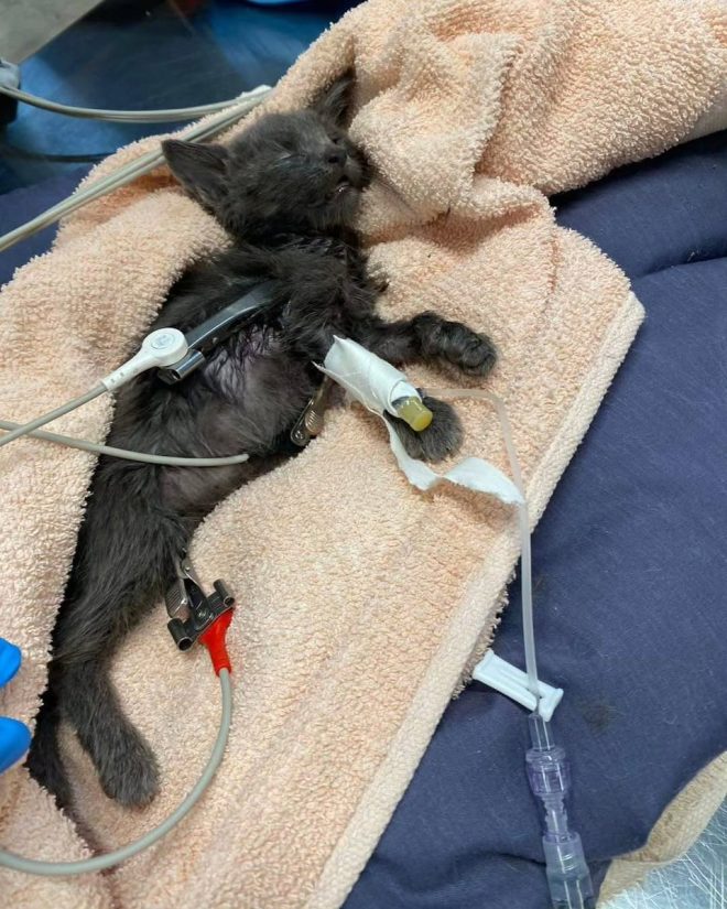 Heartbreaking Death of Beloved Kitten Koa Leaves Us Devastated
