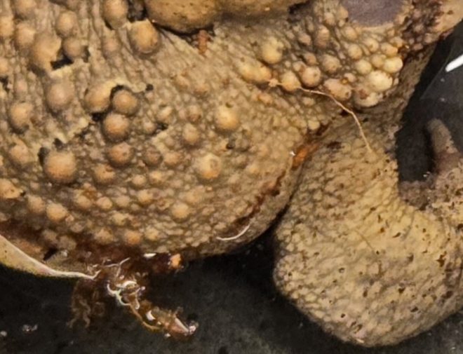Heartbreaking Death of Bufus: Our Beloved Rescued Toad 🌈❤️