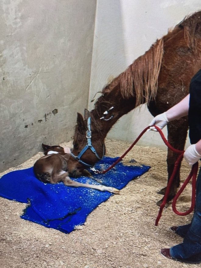 Heartbreaking Death of Felicity, Now with Her Foal Fred