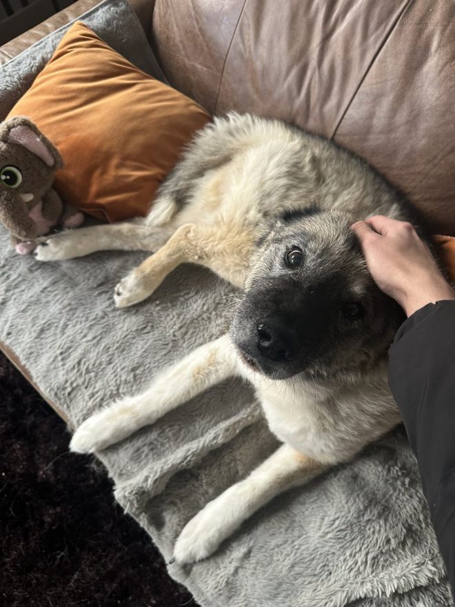 Heartbreaking Death of My Beloved Dog After 14.5 Years