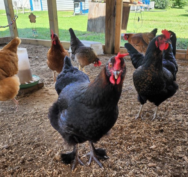 Heartbreaking Death of My Beloved Hen, Copper, Last Night