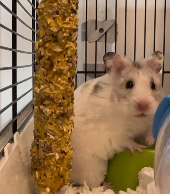 Heartbreaking Death of the Beloved Hamster Jinx 🌈