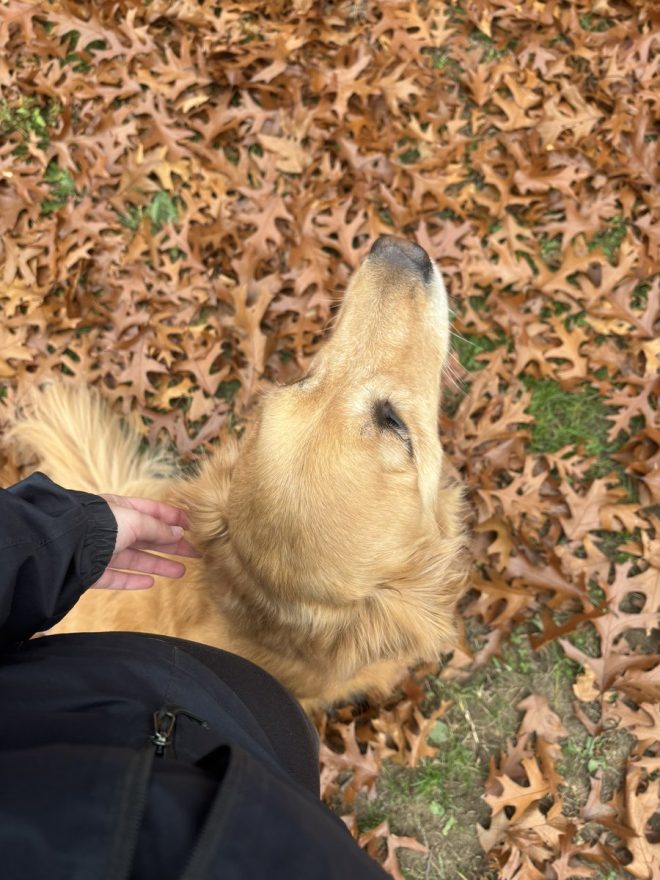 Heartbroken by Kira's Death: A Sweet Angel Remembered