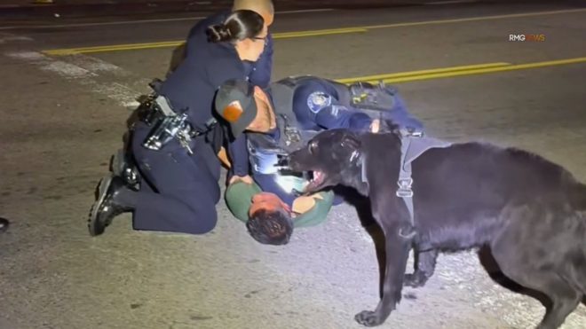 K-9 Hero or Overkill? Controversy Erupts as Police Dog Takes Down Suspect in L.A. County Chase