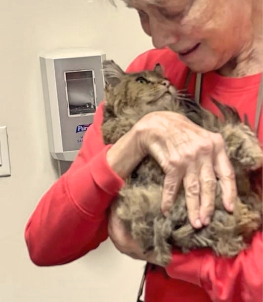 LA Fire Cat's Surprising Return: Was Aggie Abandoned or Rescued?