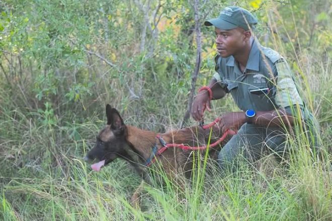 Tragic Death of Ranger in Eswatini: Sgt. Siyabonga Magongo