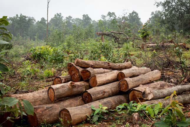 Adani Sees Trees as Profits: Environmental Outrage Erupts!