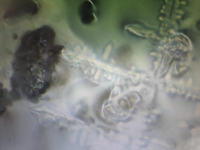 BREAKING: Florida Chemtrails Incubation Breeds Mysterious Creatures!