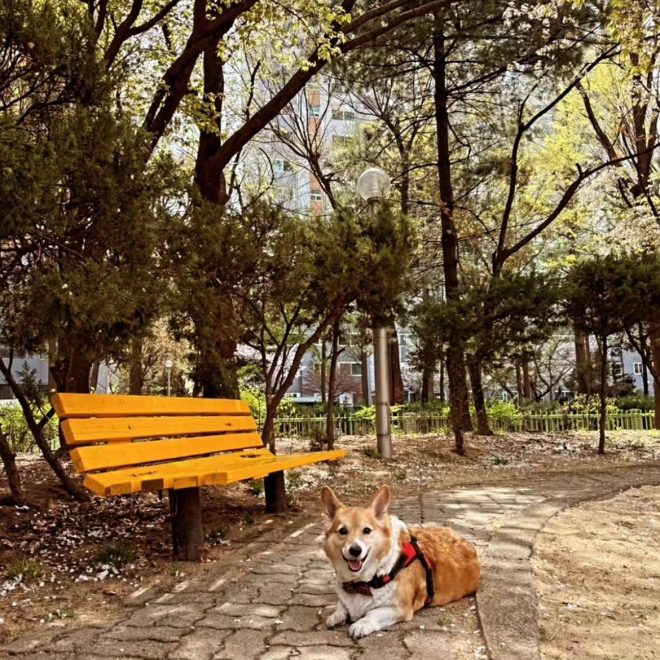 Baekbeom's Corgi Sparks Outrage with Cherry Blossom Plans! đśâ¤ď¸
