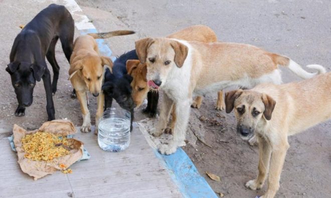 Bombay HC Convicts Woman for Calling Judges "Dog Mafia"