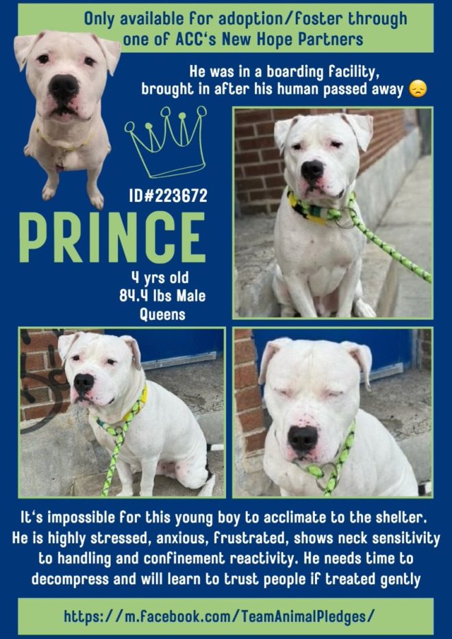 Death of Beloved Owner Leaves 4-Year-Old Prince Heartbroken