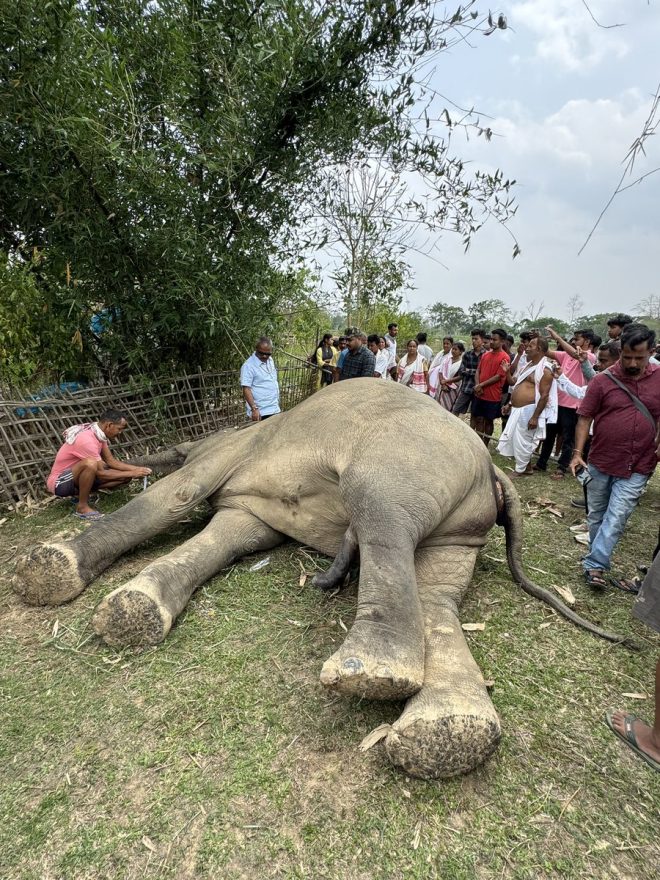 Death of Laden: Beloved Elephant Electrocuted in Marangi Mouza