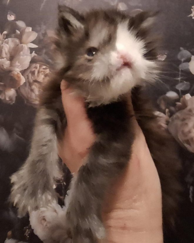 Death of Luna’s Half Sister: A Heartbreaking Loss