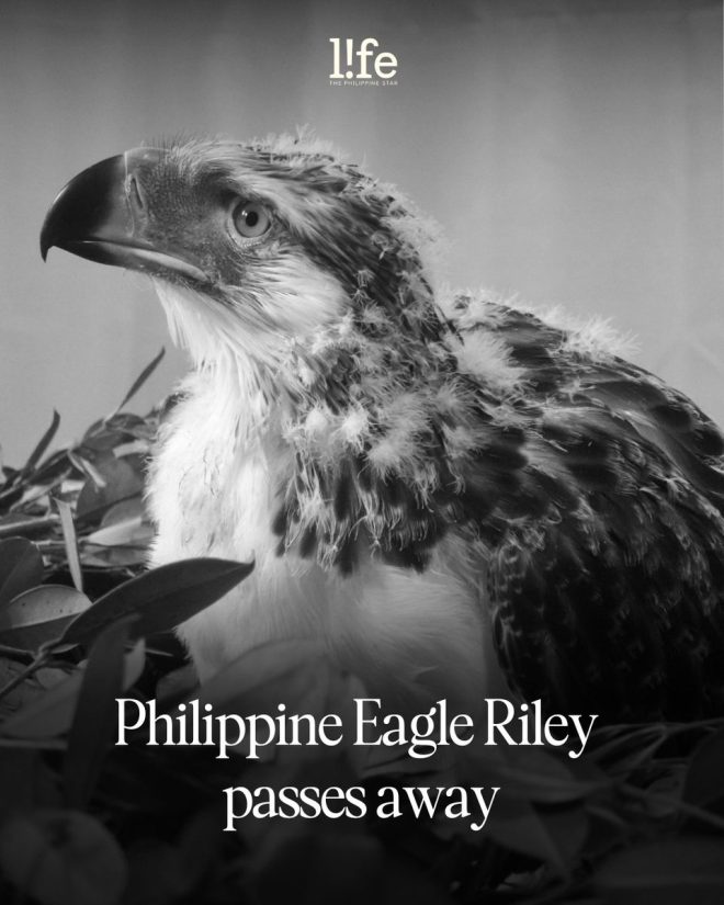 Death of Philippine Eagle Riley: A Heartbreaking Loss