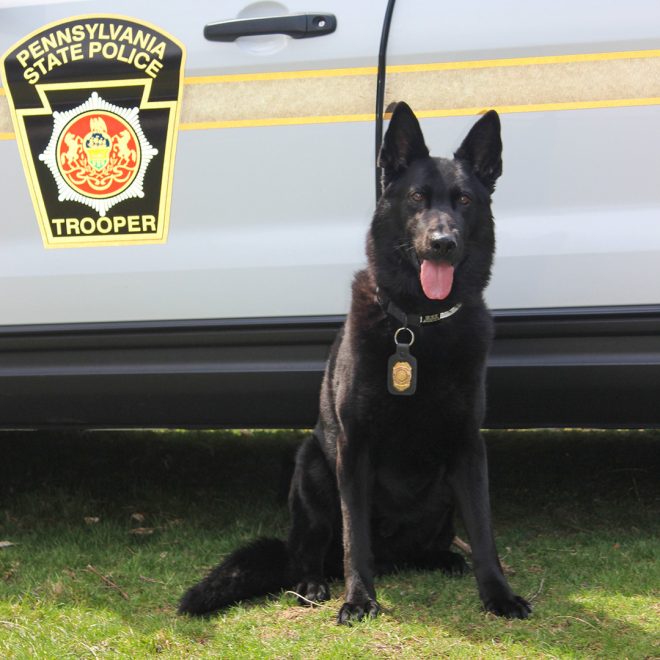 Death of Retired PSP K9 Kino: A Hero Remembered Forever