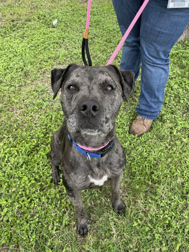 Death of Sweet Baby MACK #A378883: Heartbroken at Kill Shelter