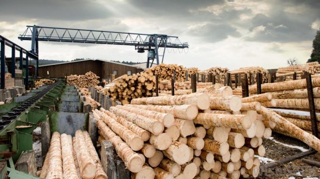 Environmentalists Sue Trump: Timber Clear-Cutting Sparks Outrage!