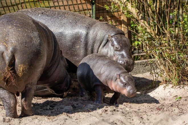 Family Reunion Sparks Controversy: Pygmy Hippo Introduces Haggis!