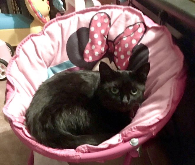 Heartbreaking Death of Our Beloved Midnight Cat, Cricket