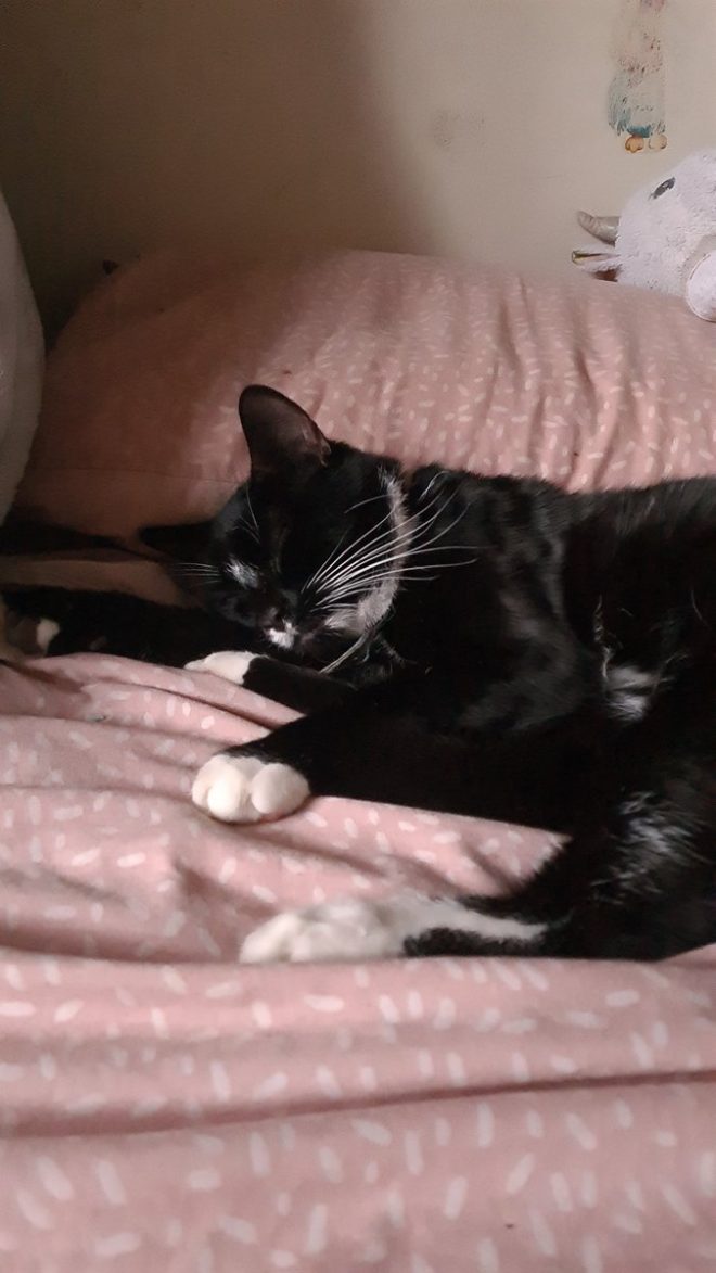 Heartbreaking Death of Our Beloved Mittens, Rest in Peace đź’”